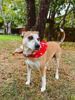 Picture of Adventure Dog Bandana