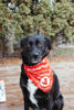 Picture of Adventure Dog Bandana